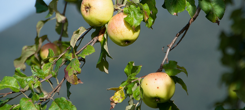 Gruess Gott - Ferienwohnungen Festlhof in Rottach-Egern am Tegernsee